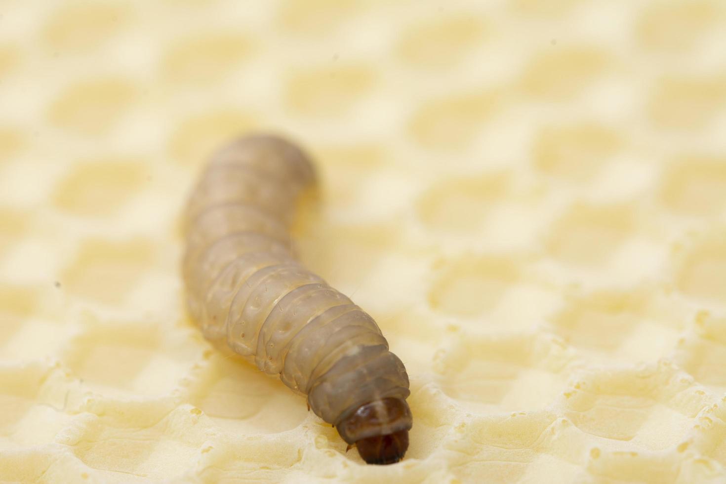 The greater wax moth Galleria mellonella photo