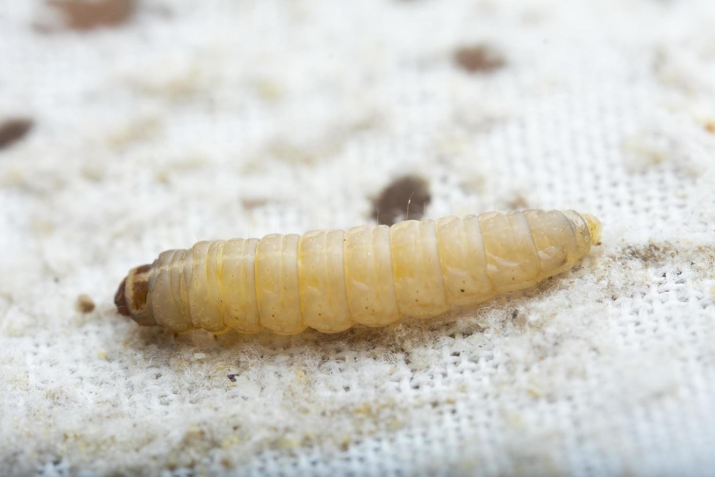 The greater wax moth Galleria mellonella photo