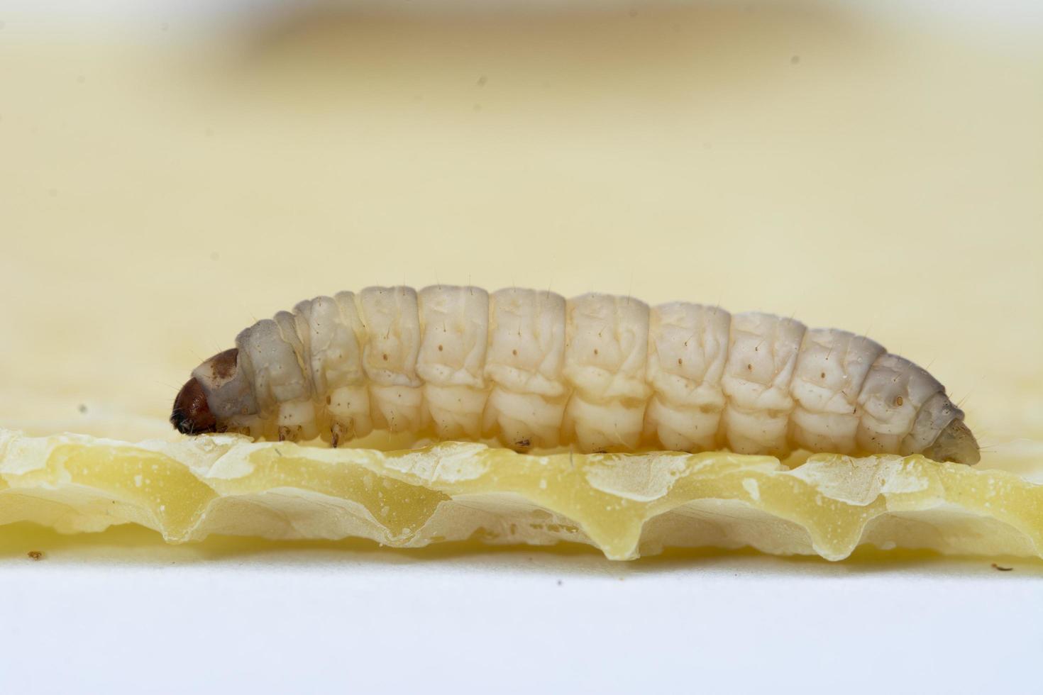 The greater wax moth Galleria mellonella photo