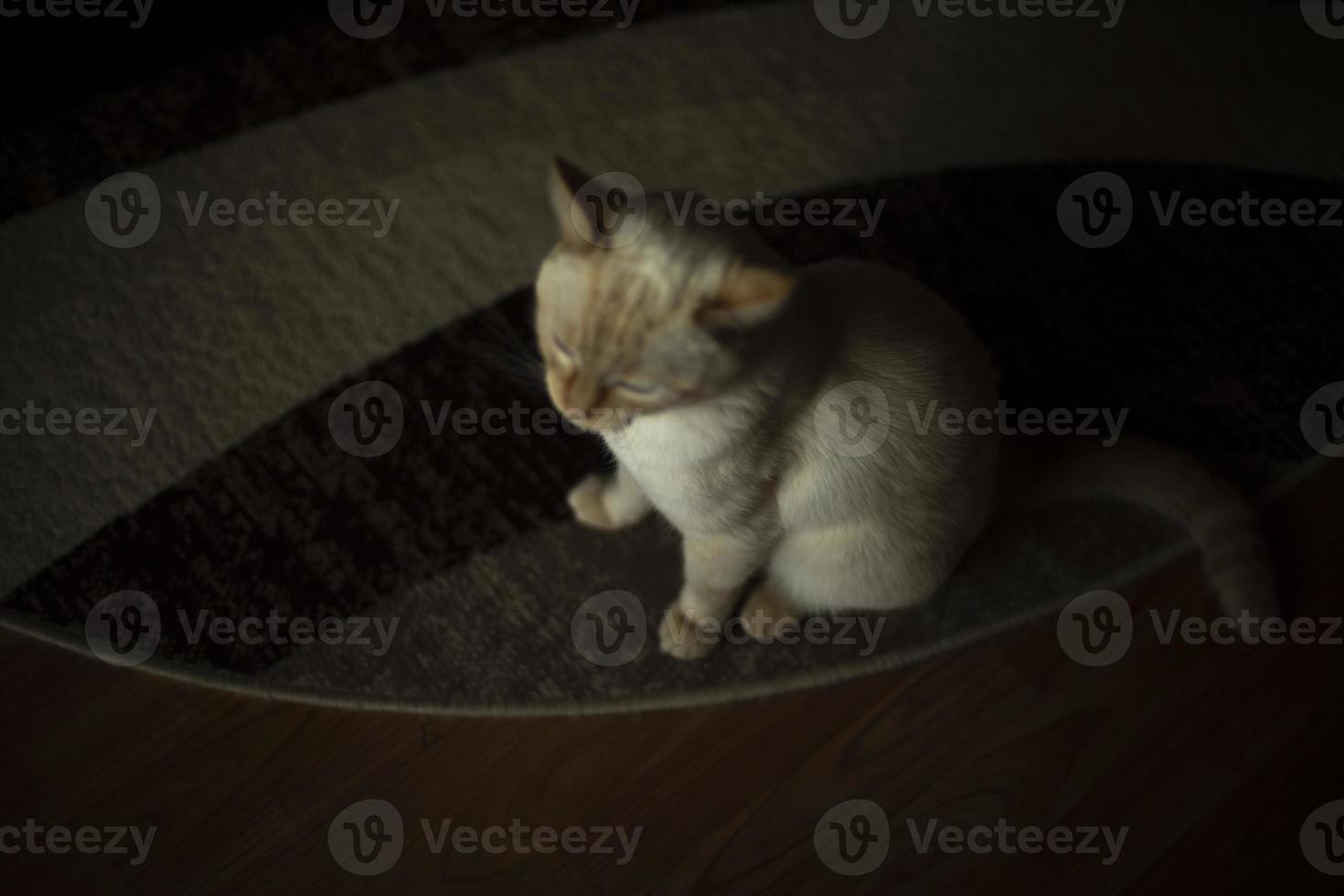 Cat on carpet. Cat at home. Pet in apartment. White wool and carpet. photo