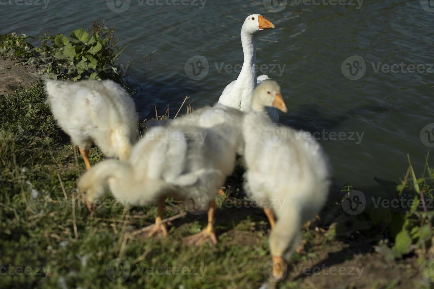 Geese in nature. Water birds. Poultry farm details. Life in countryside. photo