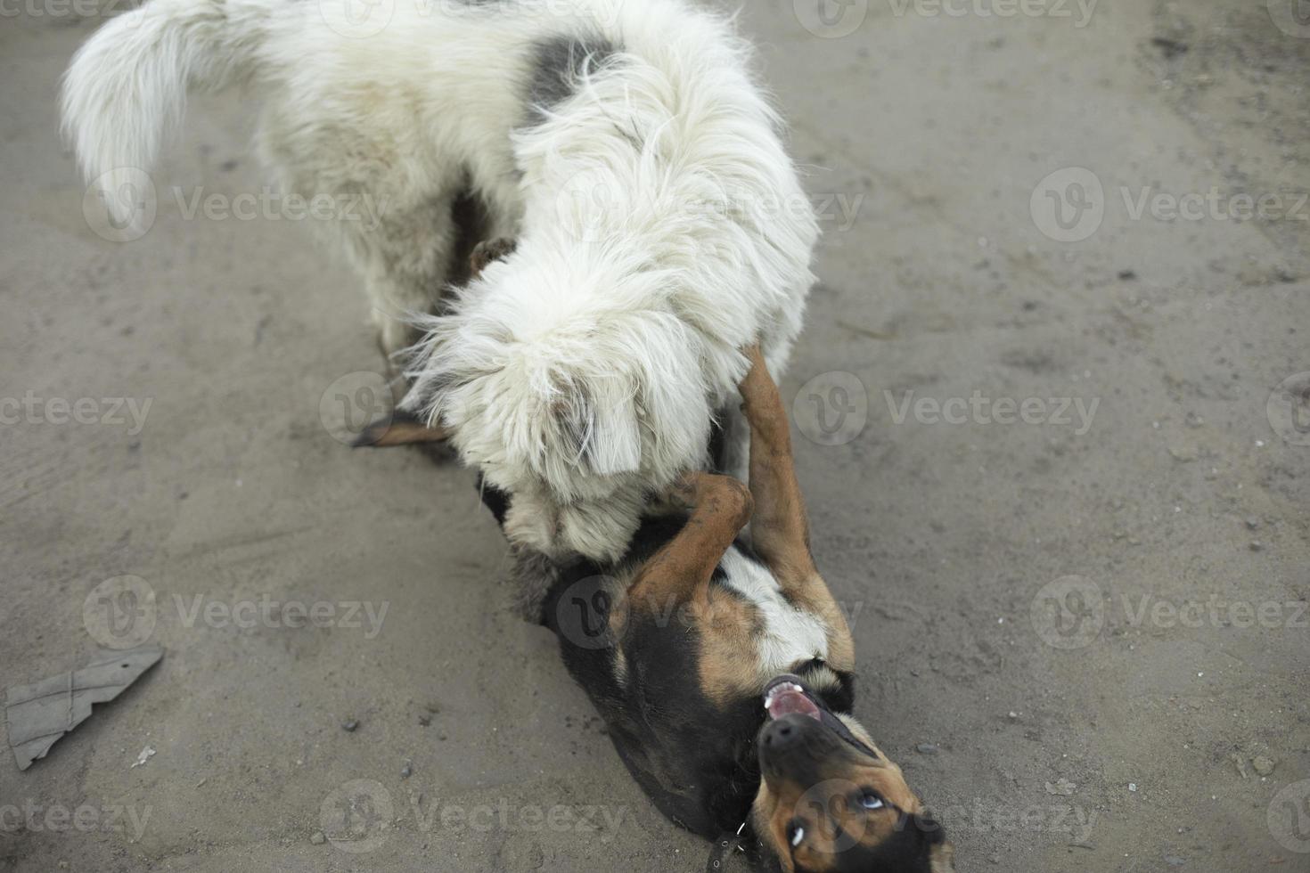 pelea de perros las mascotas juegan afuera. perros lindos foto
