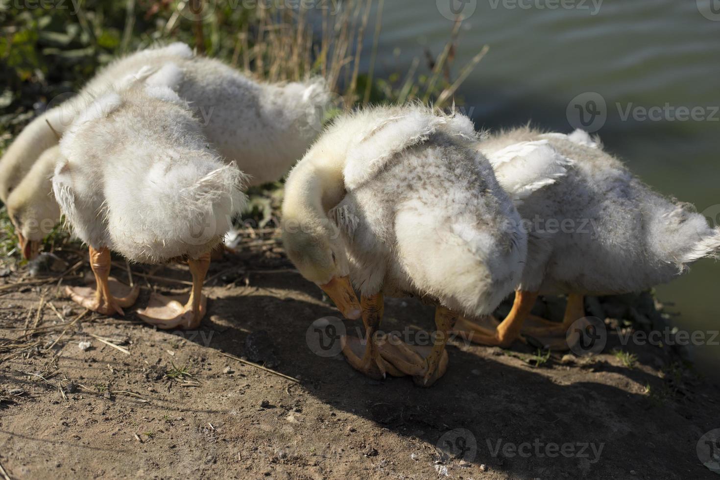 Family of geese on farm. Water birds. White geese on pond. Waterfowl. photo