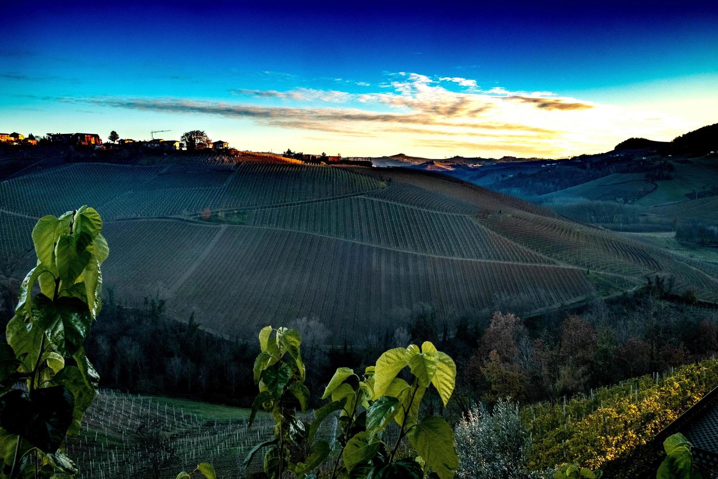 landscapes of the Piedmontese Langhe the vineyards the vivid colors of autumn near Alba photo
