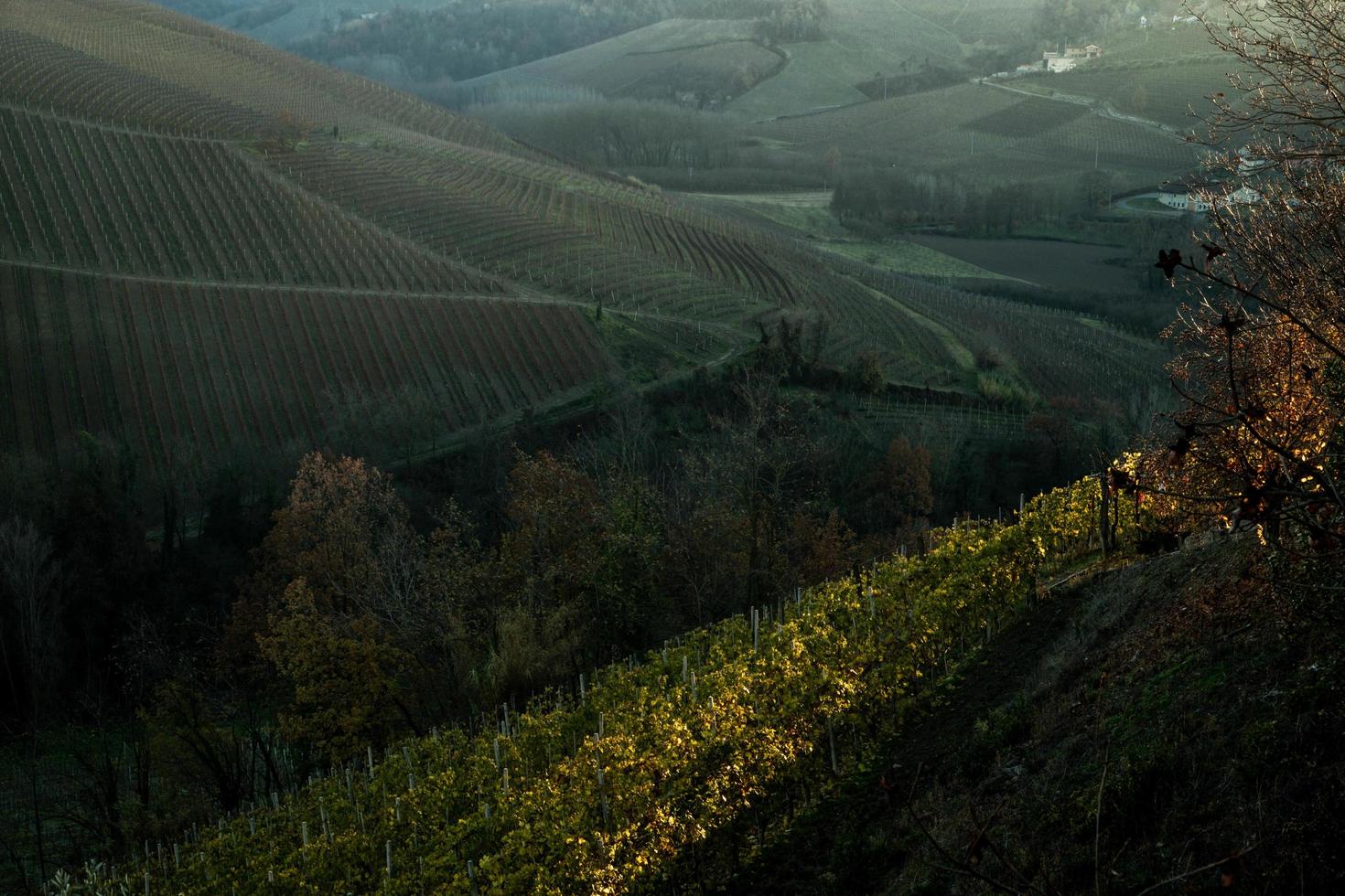 paisajes del langhe piamontés los viñedos los vivos colores del otoño cerca de alba foto