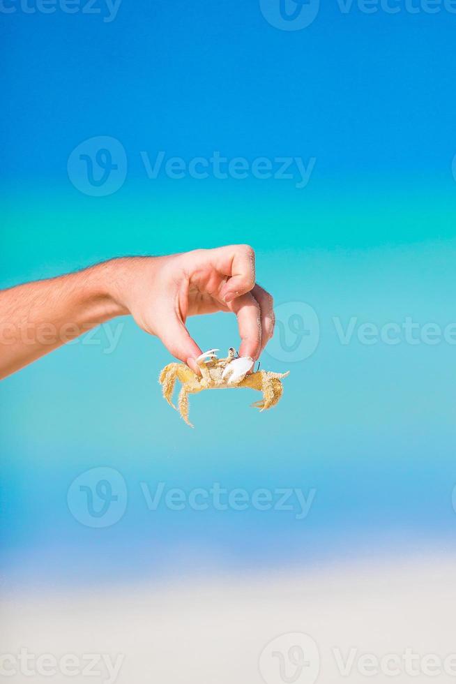 Closeup live crab at white beach photo