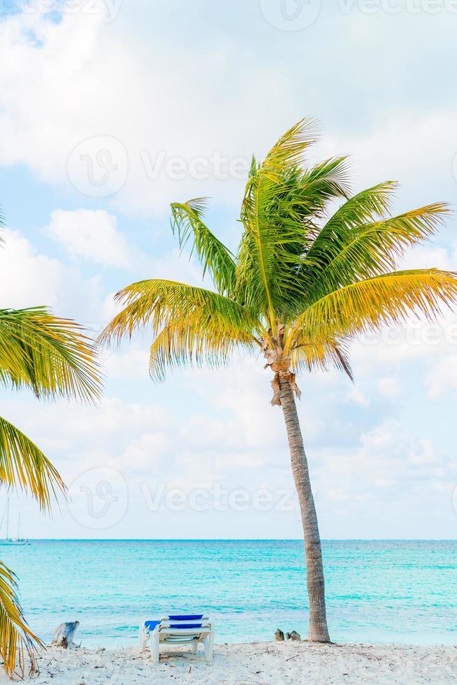 Idyllic tropical beach with white sand, turquoise ocean water and big palm trees photo