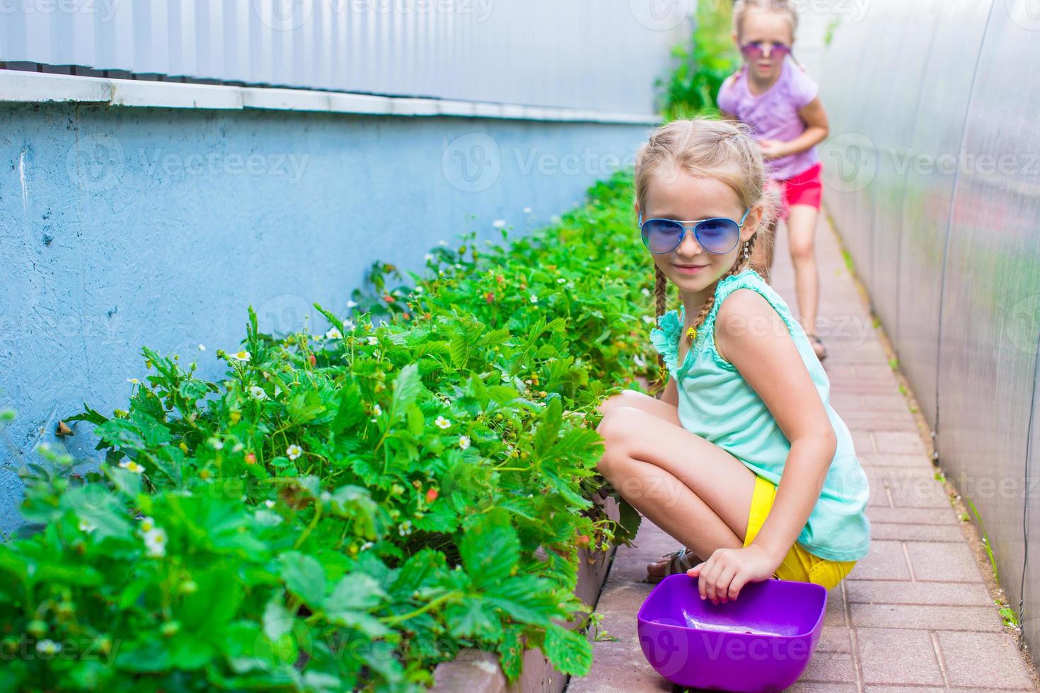 Adorable little girls collecting crop cucumbers and tomatoes in greenhouse photo