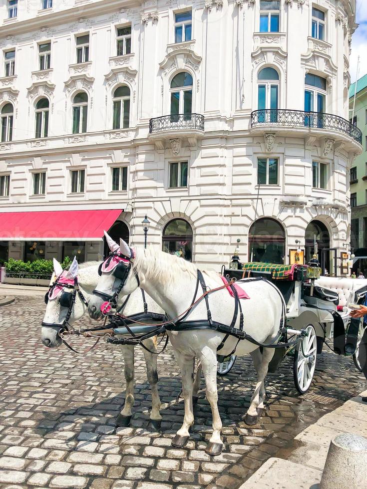 entrenador de caballos tradicional fiaker en Viena, Austria foto