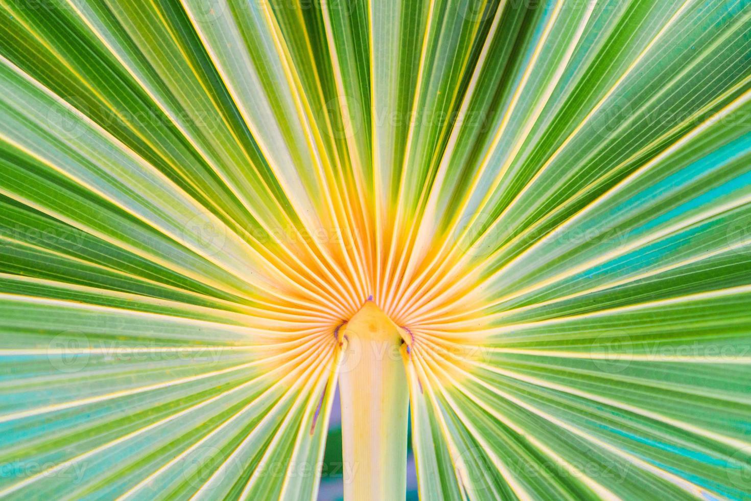 Lines and textures of green palm leaves at exoric island photo
