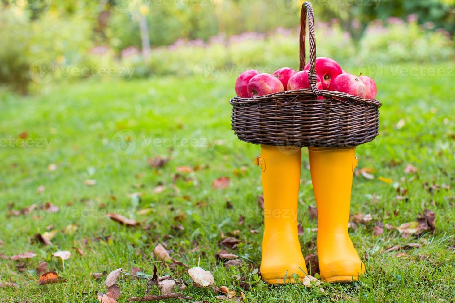 Straw basket with red apples on yellow rubber boots at the grass photo