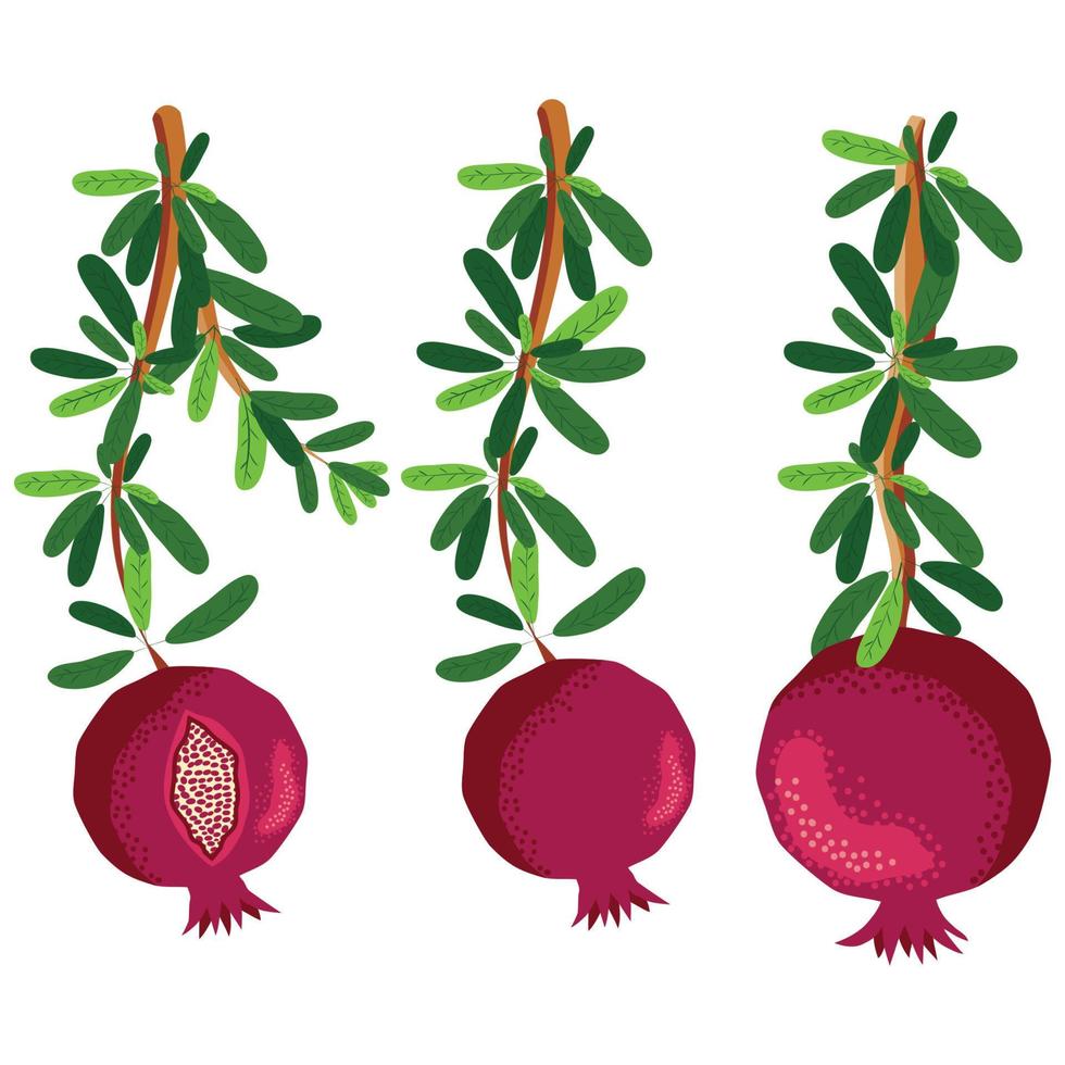 Pomegranate branches with fruits and flowers. Symbol of good luck, eternal life, love, fertility, abundance. Symbol of Israel and Azerbaijan vector