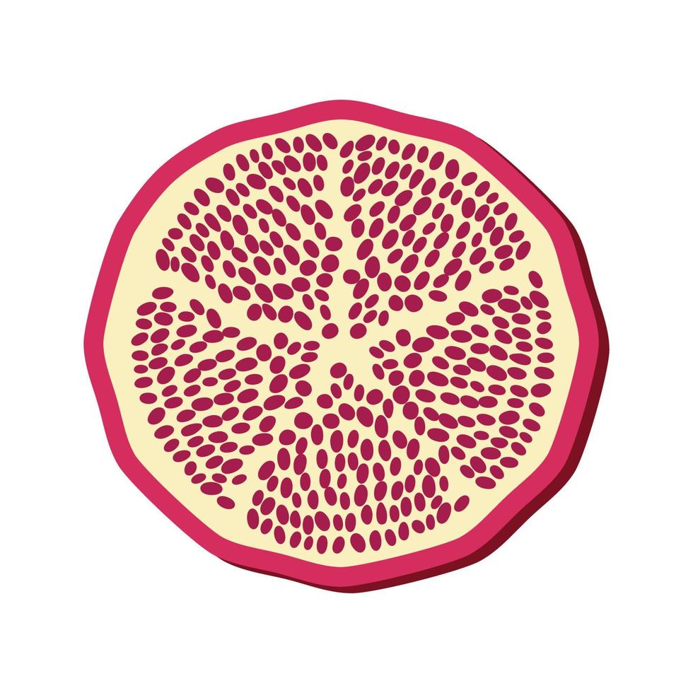 Pomegranate whole and pieces, cut with seeds. Stylized juicy fruit vector