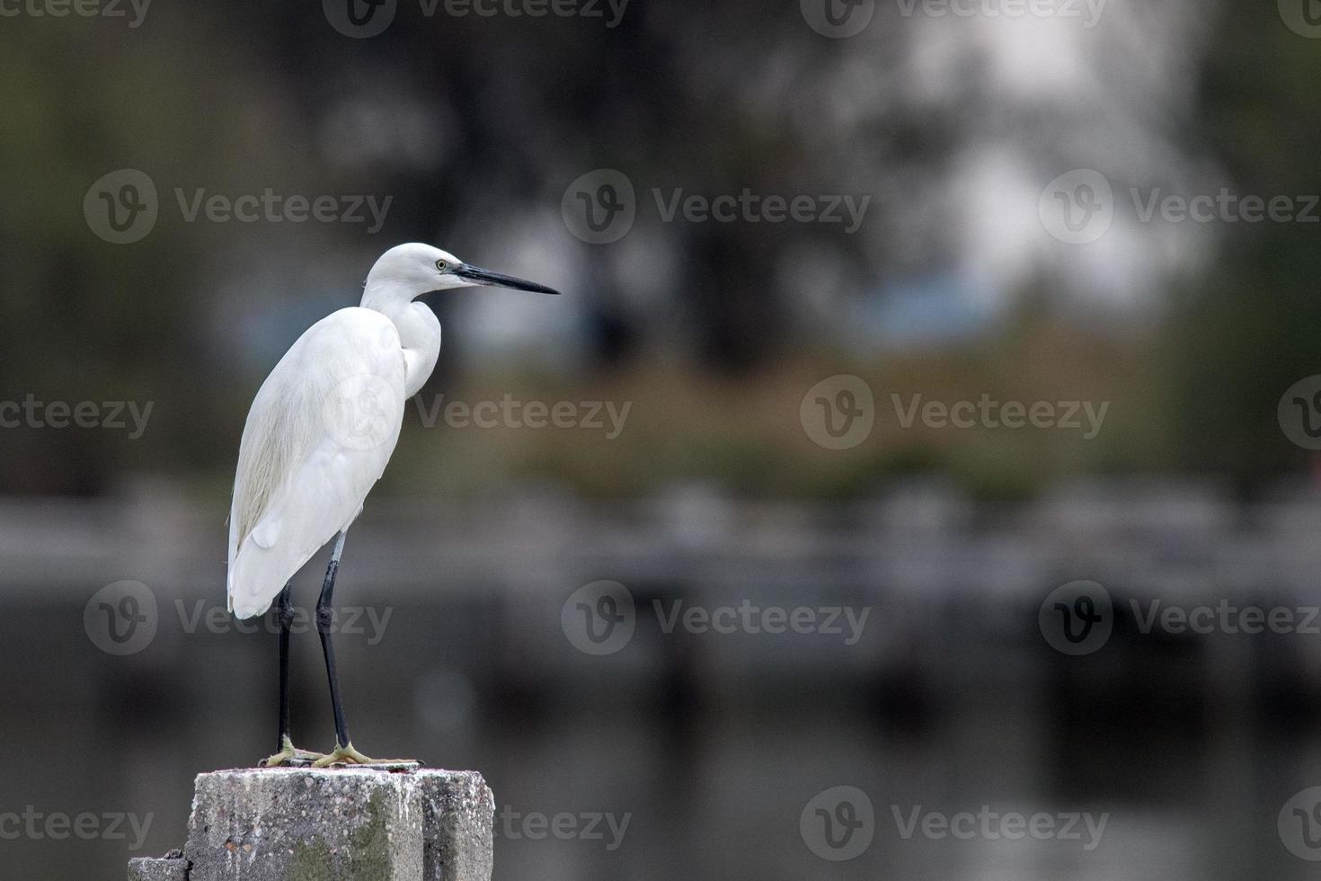 white egret portrait on silver water background photo