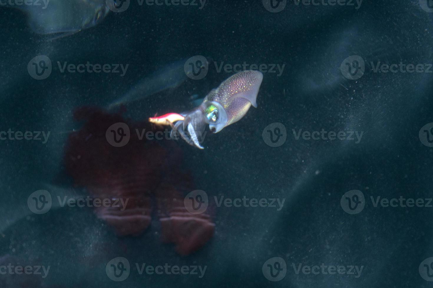 Squid cuttlefish underwater at night while inking photo