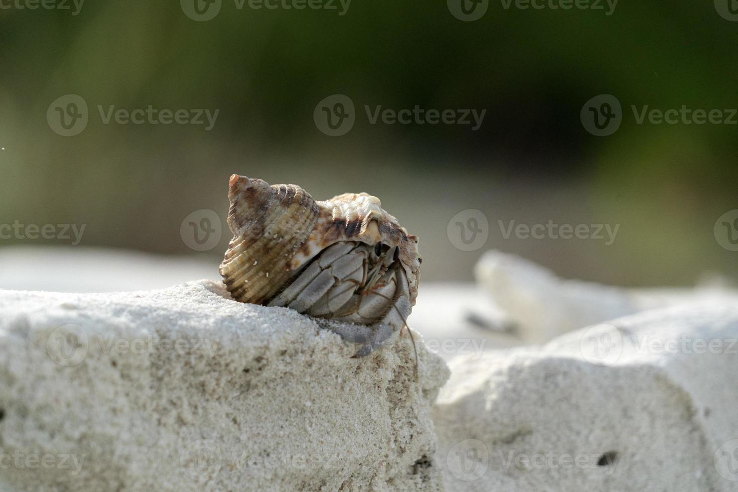 Hermit crab on white sand tropical paradise beach photo