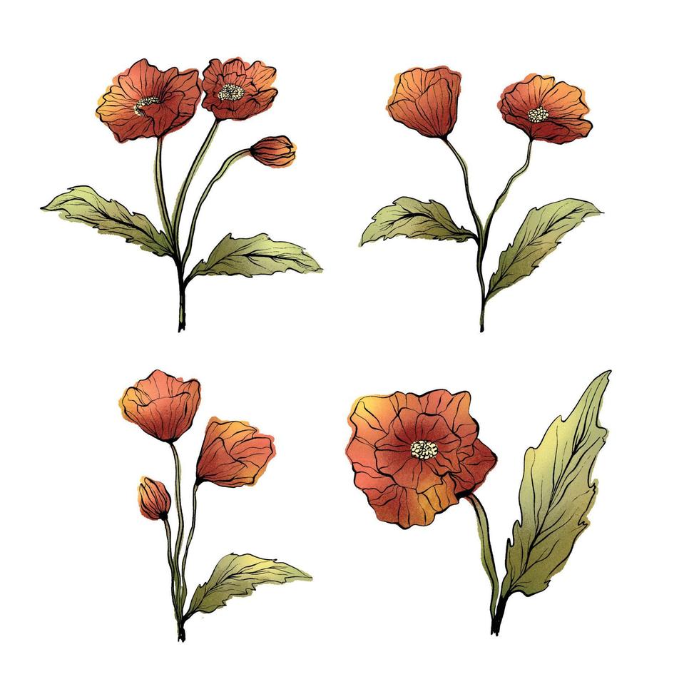 conjunto de flores de amapola en gráficos de dibujo a mano de acuarela 02 vector