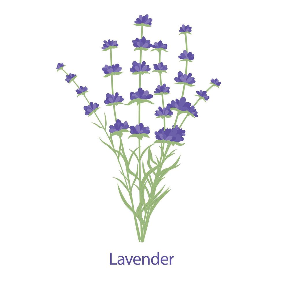 ramo de flores de lavanda frescas y aromáticas. Aislado en un fondo blanco. ilustración vectorial vector