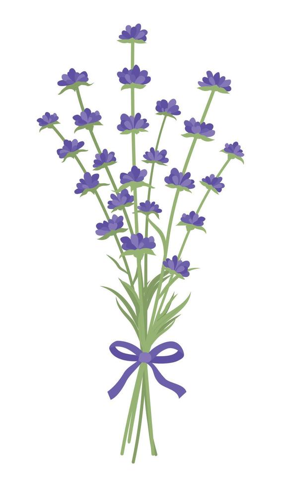 Fresh fragrant Lavender flowers bouquet with a purple ribbon. Isolated on a white background. Vector illustration.