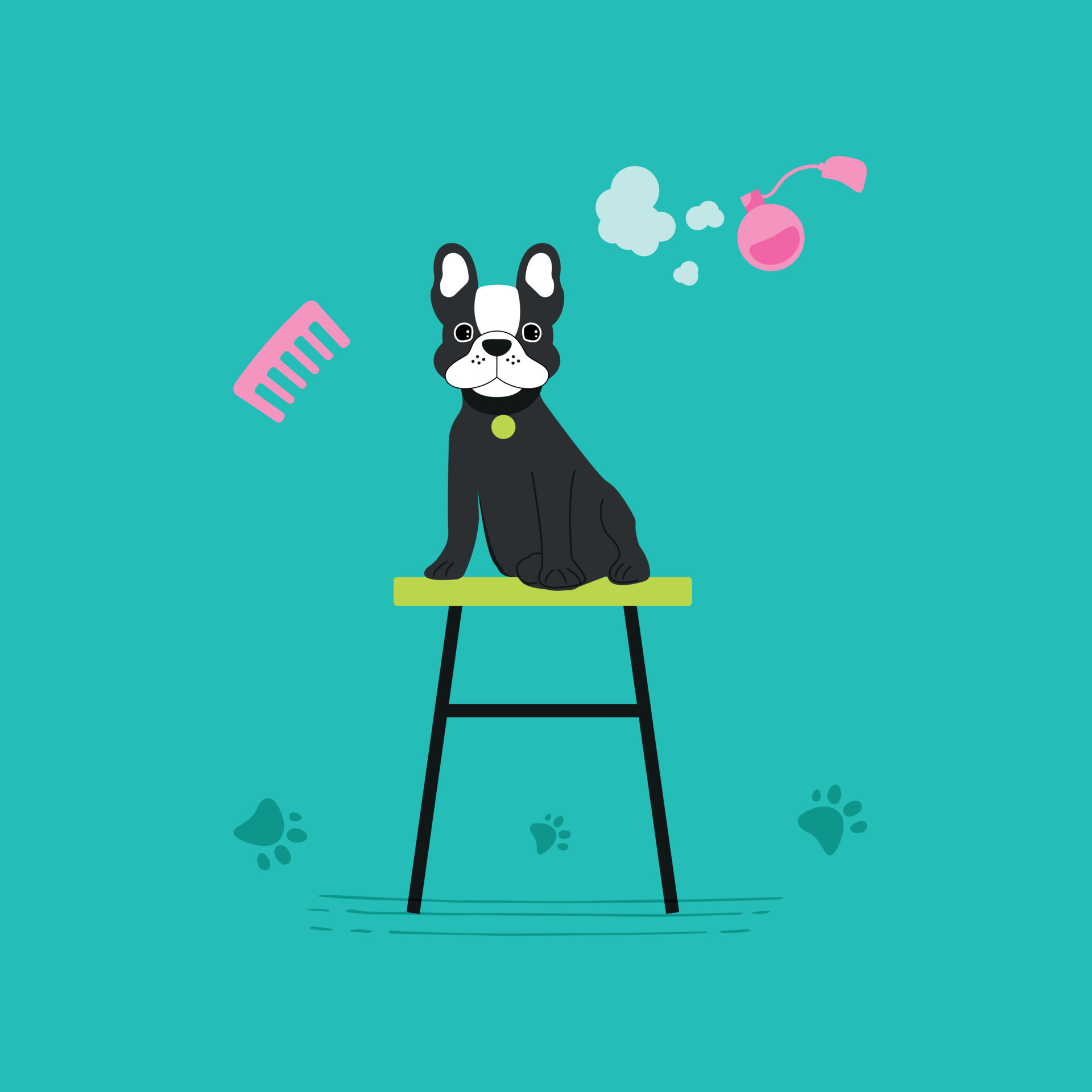 French Bulldog In Grooming Salon Bathing Cutting Combing Hair 