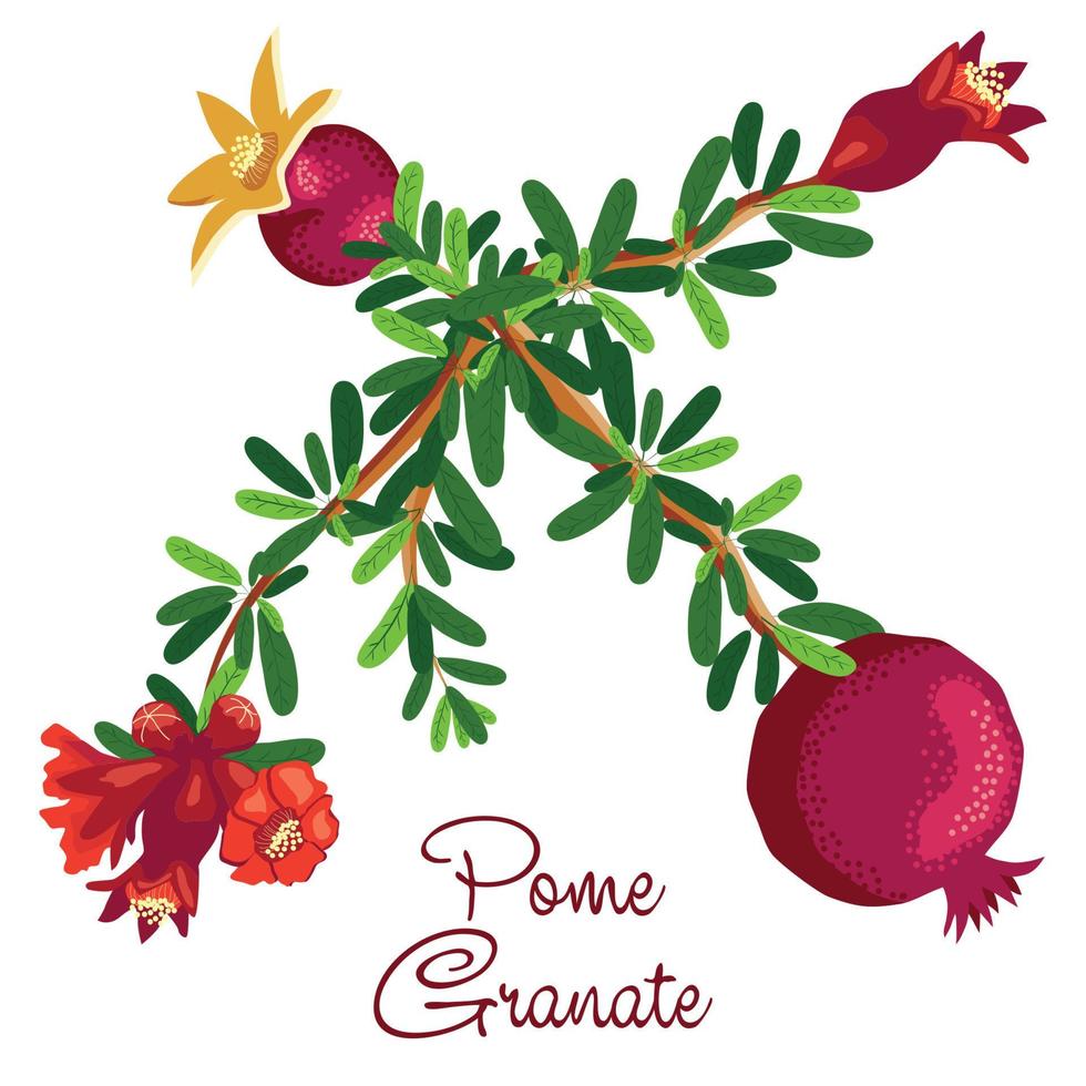 Pomegranate branches with fruits and flowers. Symbol of good luck, eternal life, love, fertility, abundance. Symbol of Israel and Azerbaijan vector