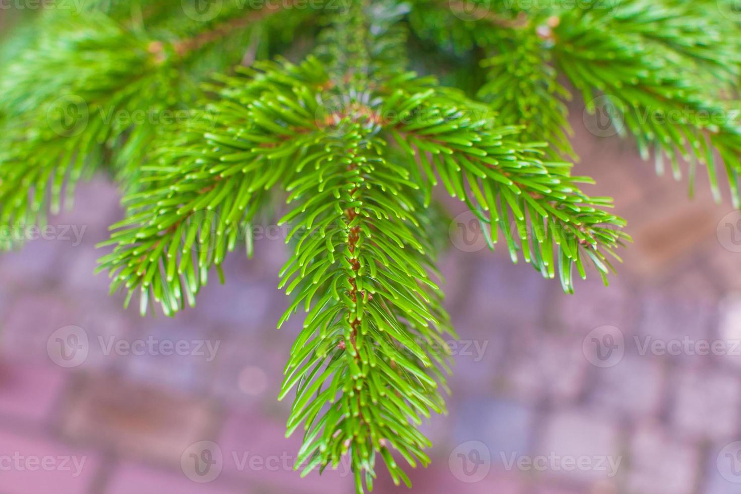 Coniferous trees on sale outdoors photo
