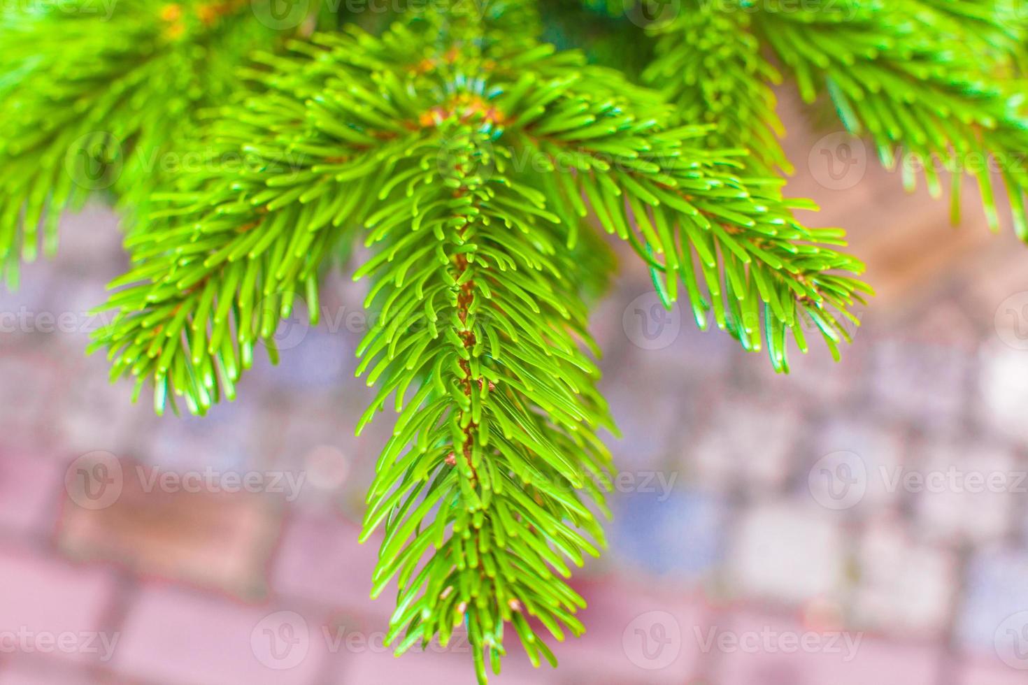 Coniferous trees on sale outdoors photo