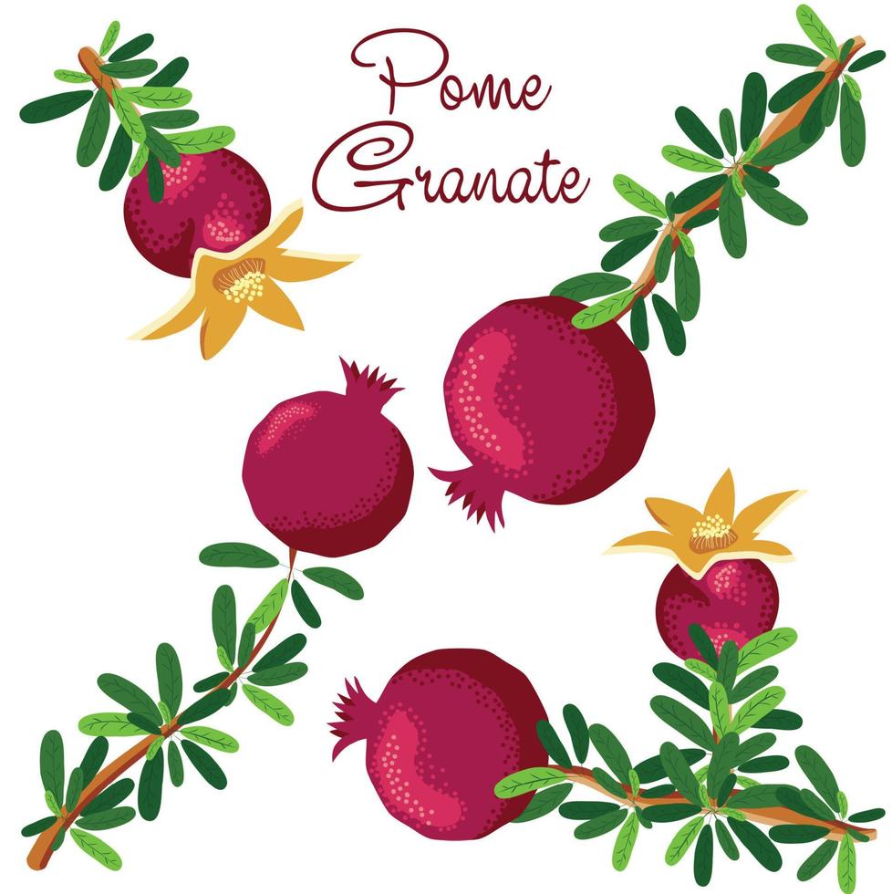 Pomegranate branches with fruits and flowers. Symbol of good luck, eternal life, love, fertility, abundance. Symbol of Israel and Azerbaijan vector