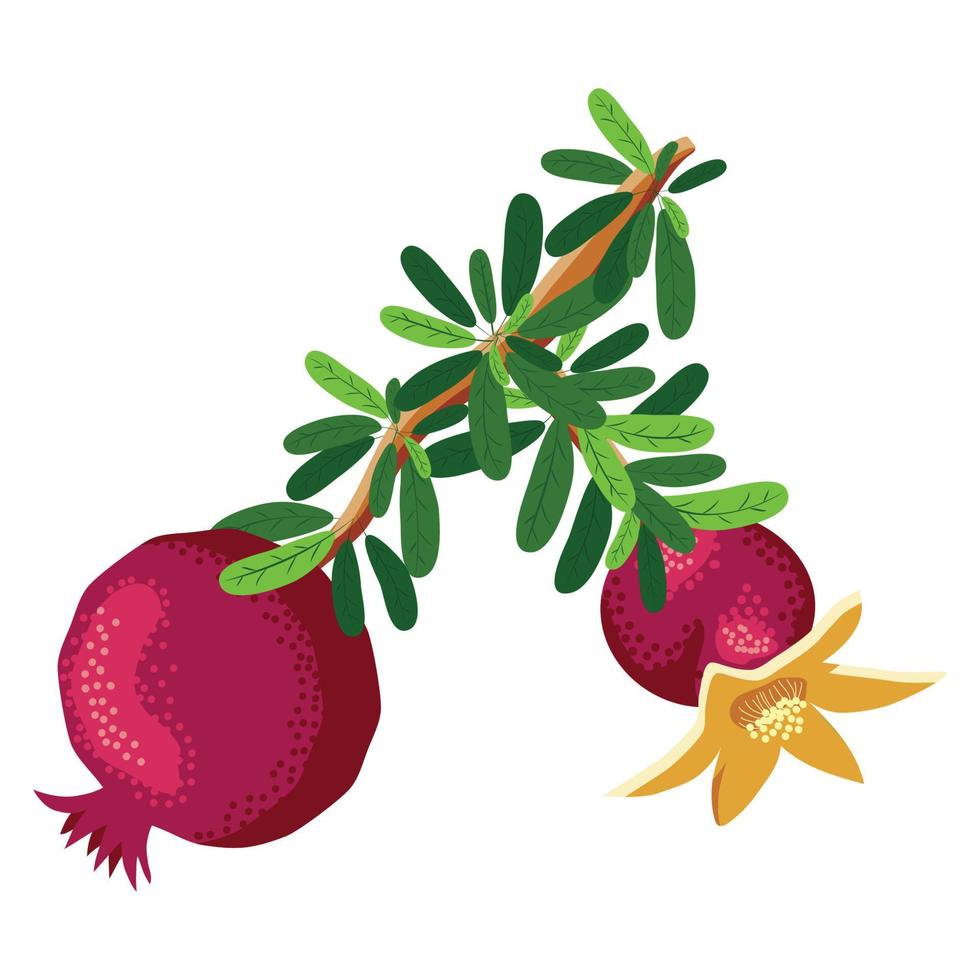 Pomegranate branches with fruits and flowers. Symbol of good luck, eternal life, love, fertility, abundance. Symbol of Israel and Azerbaijan vector