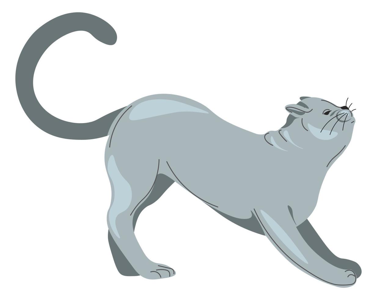 gato gris estirado, gatito de retrato de animal felino vector