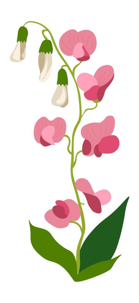 Sweet pea flower in blossom, blooming flora vector