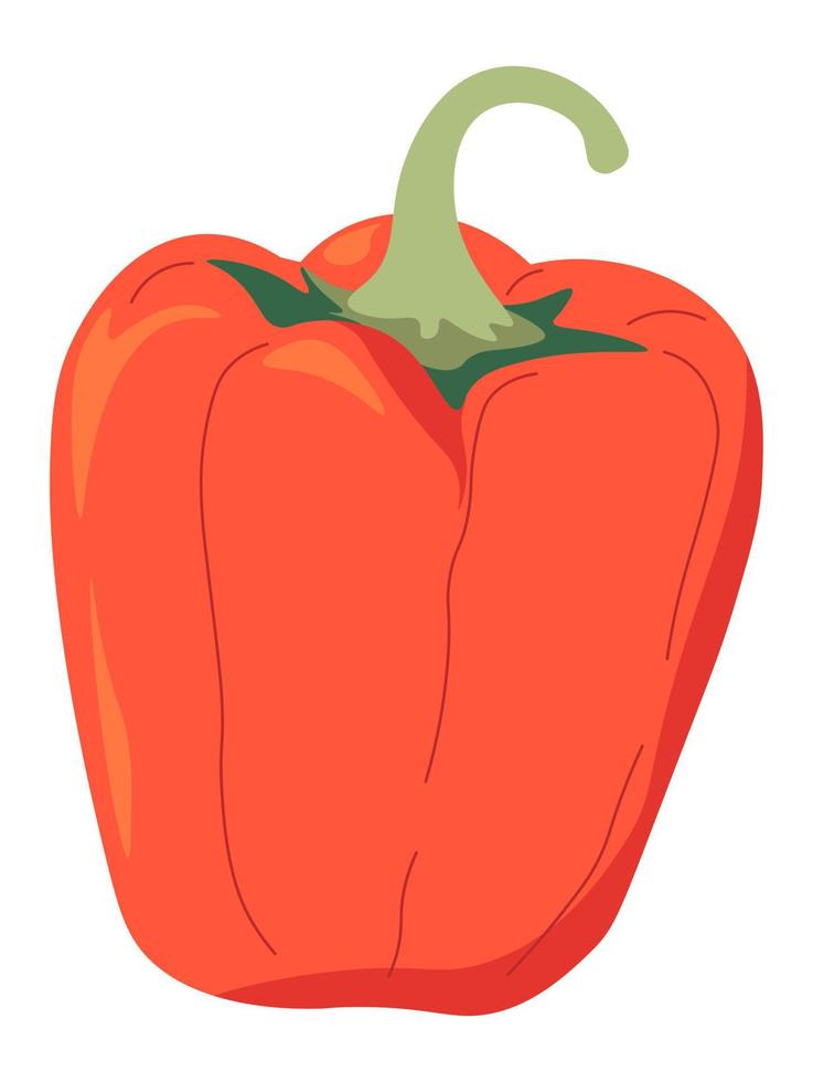 pimentón rojo, vector de producto orgánico de pimiento