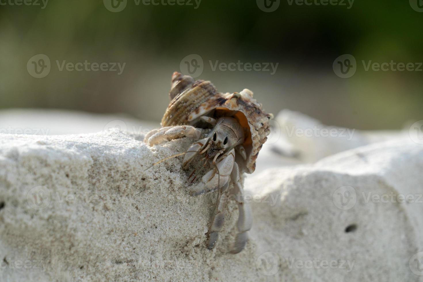 Hermit crab on white sand tropical paradise beach photo