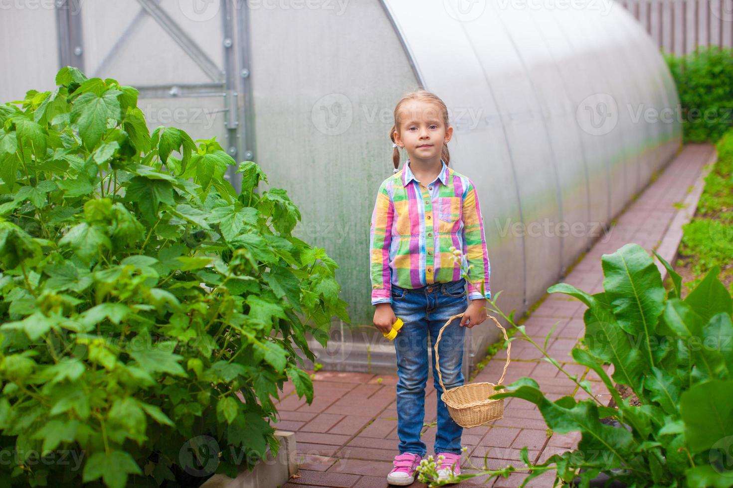 Little adorable girl with the basket of harvest in a greenhouse photo
