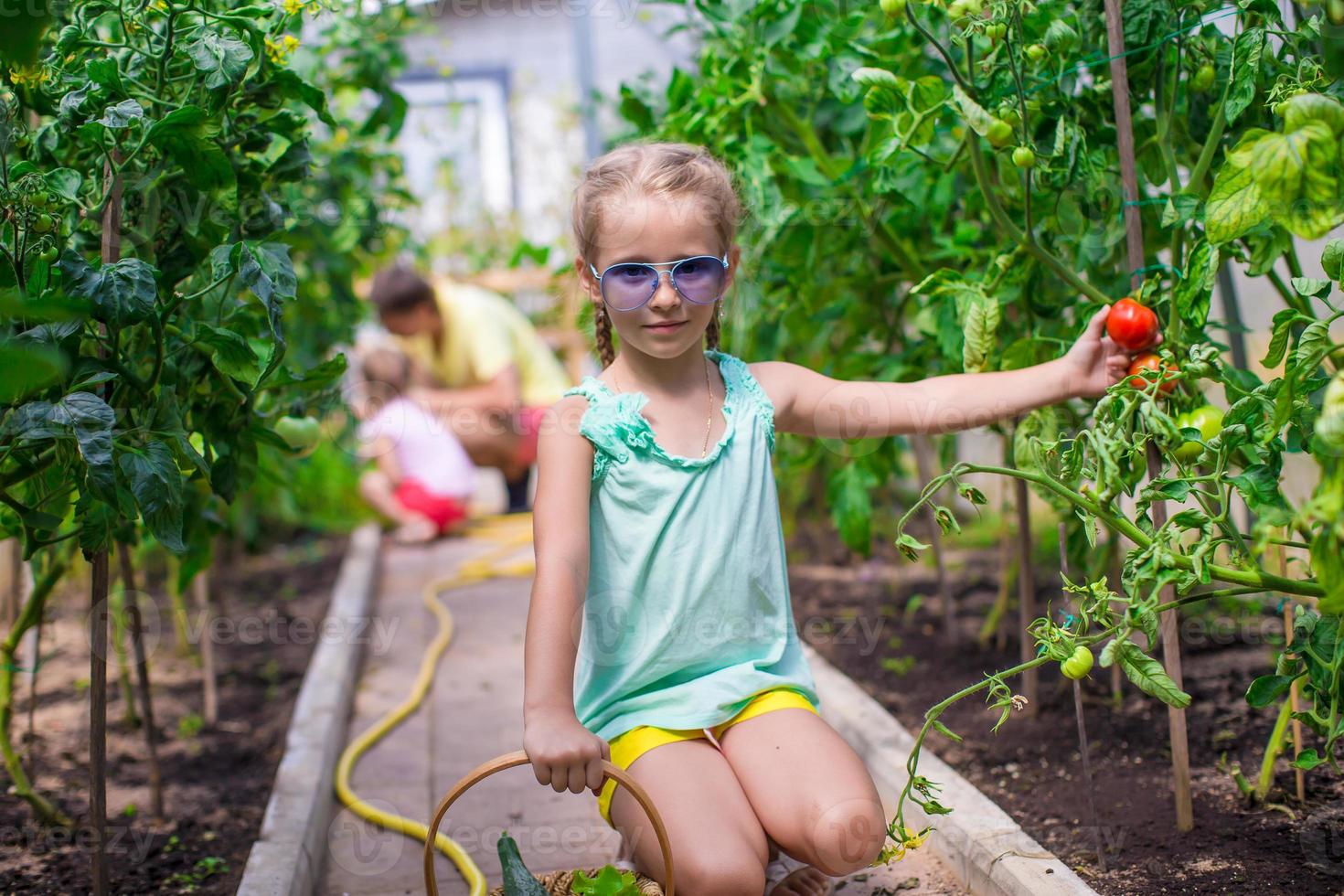 Cute little girl collects crop cucumbers and tomatos in greenhouse photo