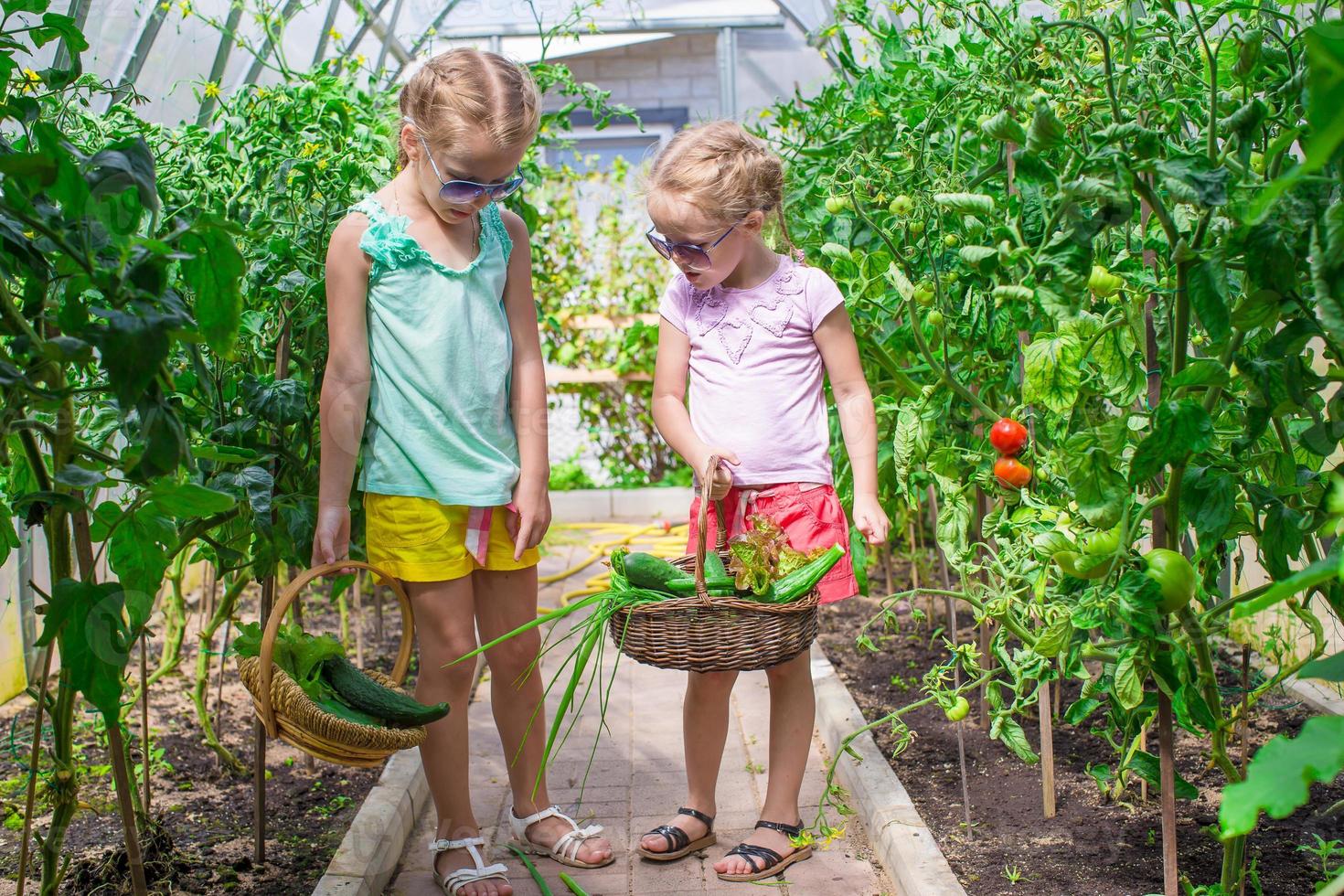 Cute little girls collect crop cucumbers in the greenhouse photo