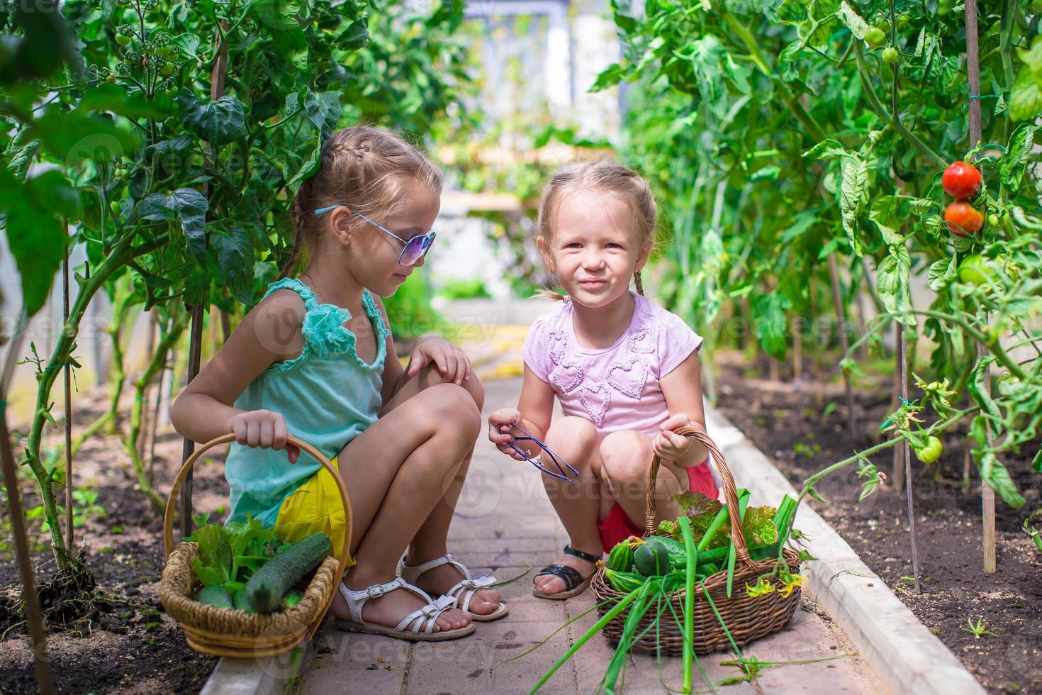 Cute little girls collect crop cucumbers in the greenhouse photo