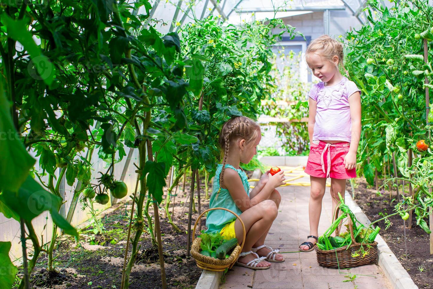 Cute little girls collect crop cucumbers in the greenhouse photo