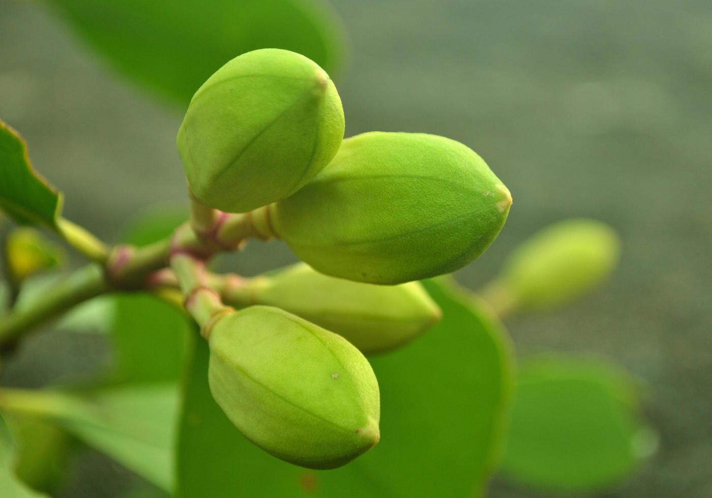 Alas, INDONESIA, 2022 - Mangrove flower buds before blooming photo