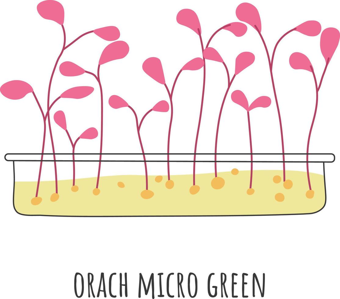 Foliage and plants, orach microgreen food and vegetables for salads and dishes addition. Sprouts and stems, leaves and greenery. Dieting and healthy nutrition. Vector in flat style illustration