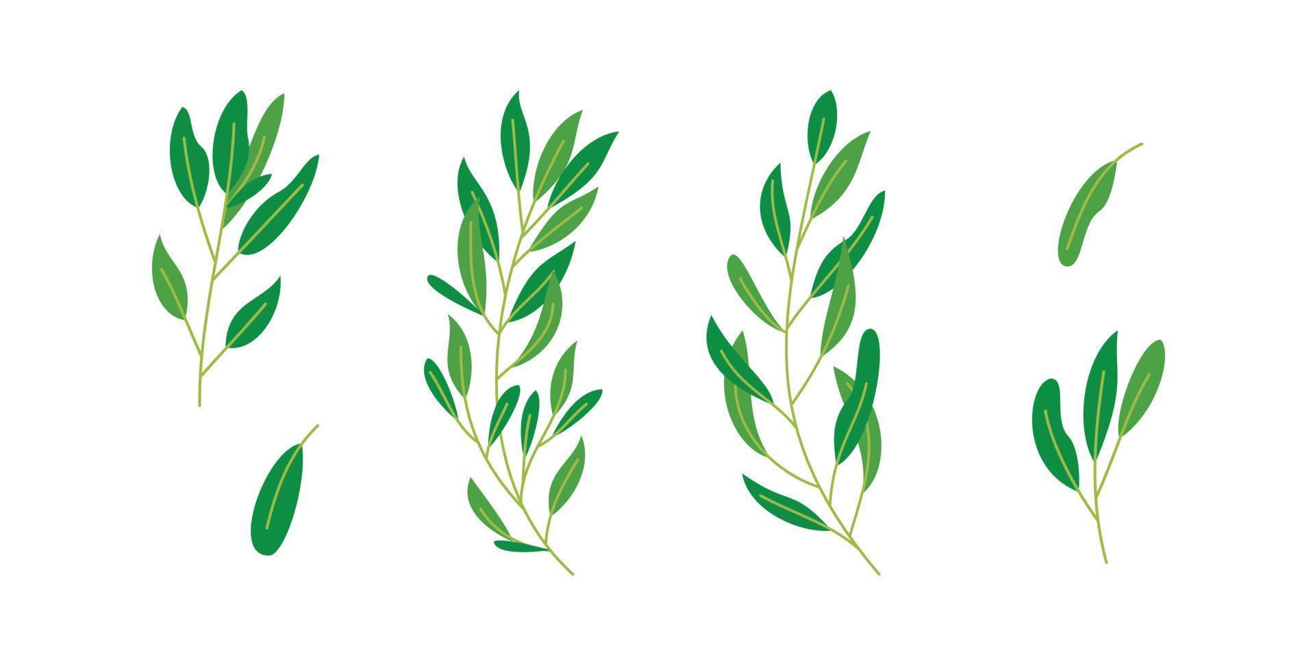 Set of Eucalyptus leaf illustration for nature design element vector