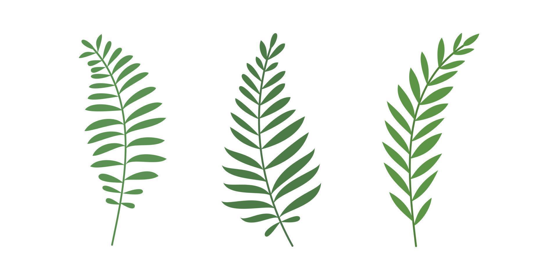Collection of fern isolated for organic design element vector