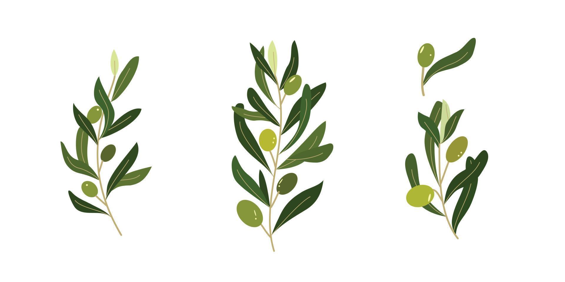 conjunto de ilustración de hojas y frutos de olivo vector
