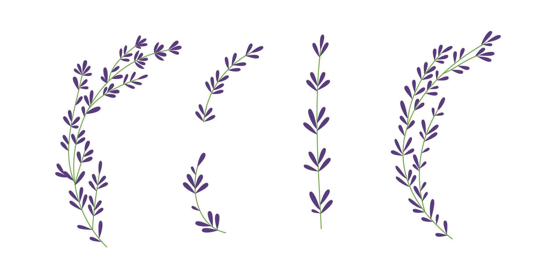 Thyme plant Hand drawn illustration  for simple rustic design vector