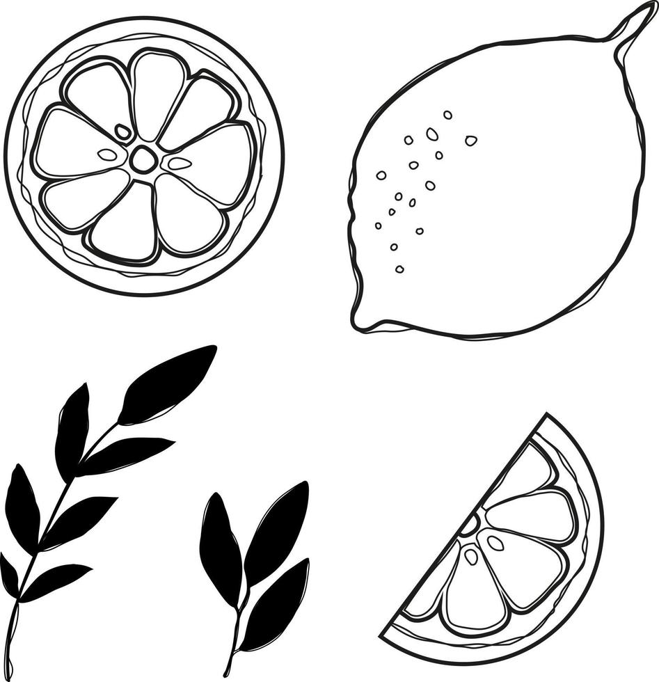 Fresh lemon fruits with green leaves. Set. Whole lemon cut in half, lemon slice, clipping path isolated on white background. Yellow. Citrus. Doodle Minimal style. Black line. Vector illustration.