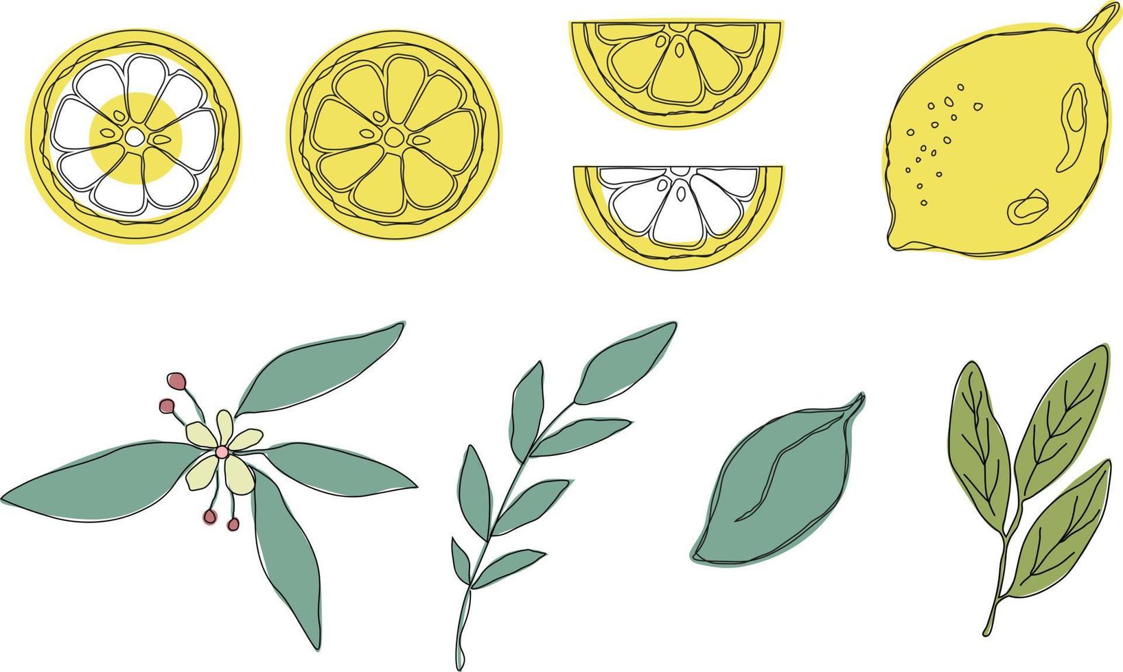 frutas frescas de limón con hojas verdes. colocar. limón entero cortado por la mitad, rodaja de limón, camino de recorte aislado sobre fondo blanco. amarillo. agrios. garabatear estilo mínimo. línea negro. ilustración vectorial vector