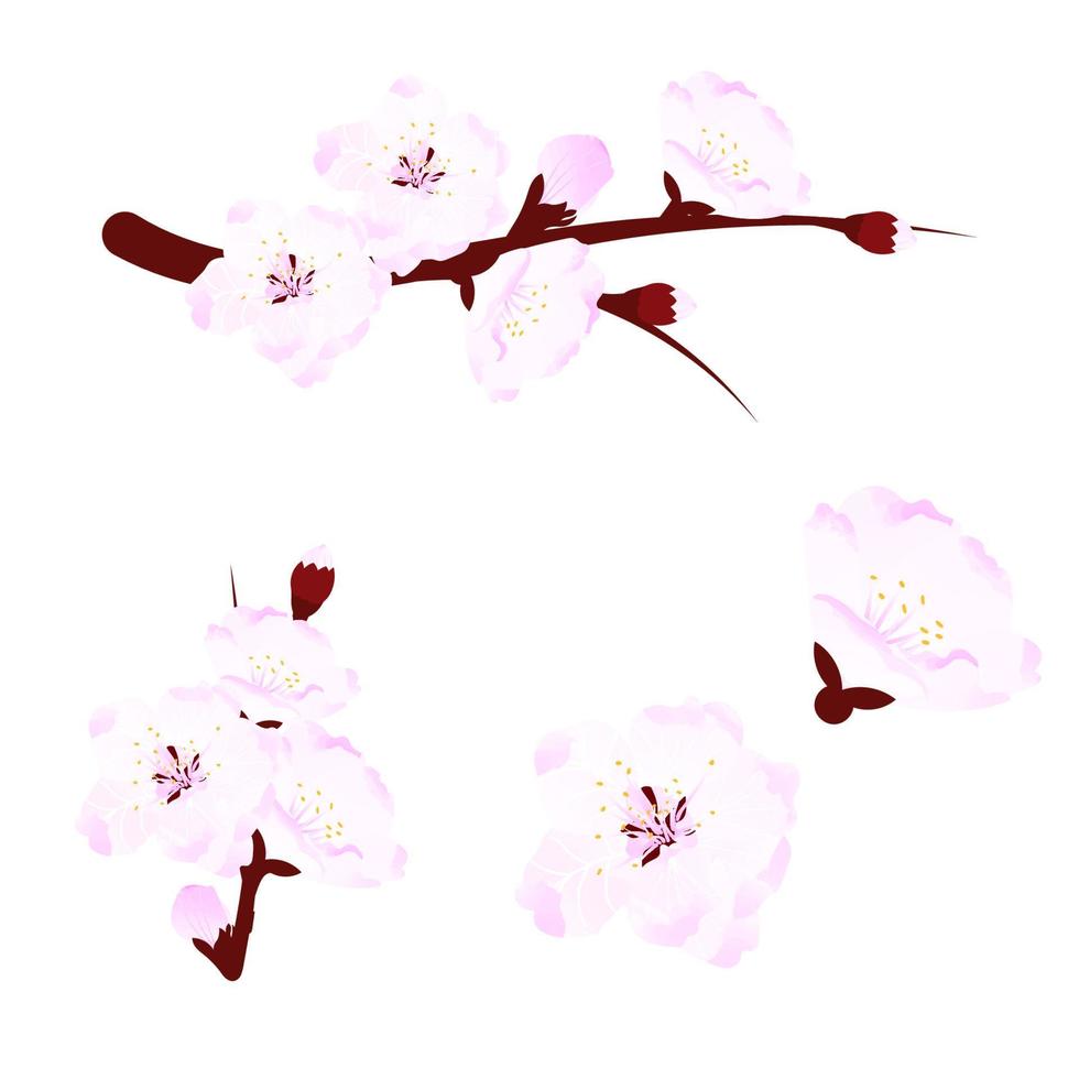 Set of cherry blossoms, branches and flowers. Elements of spring design. Vector illustration on transparent background