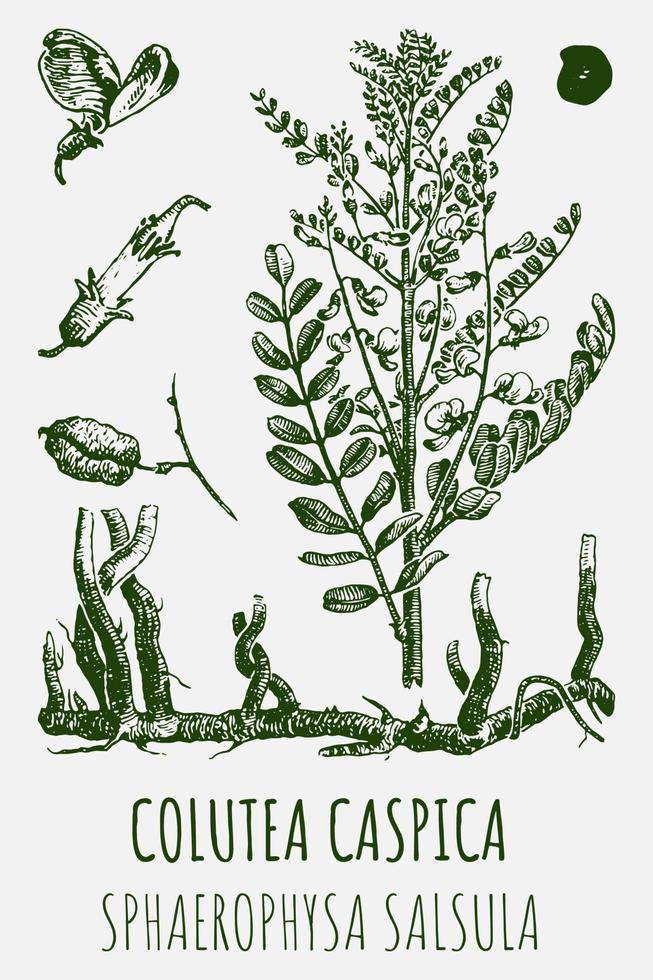 dibujos vectoriales de colutea caspica. ilustración dibujada a mano. nombre latino sphaerophysa salsula. vector