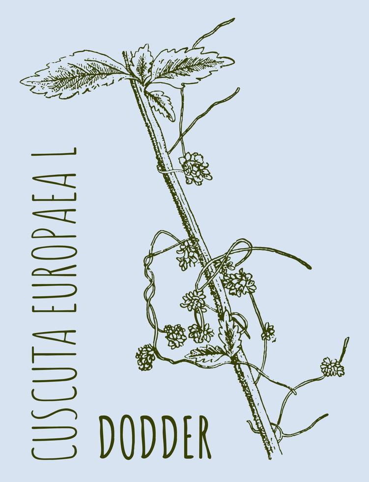 Vector drawings of DODDER. Hand drawn illustration. Latin name CUSCUTA EUROPAEA L.