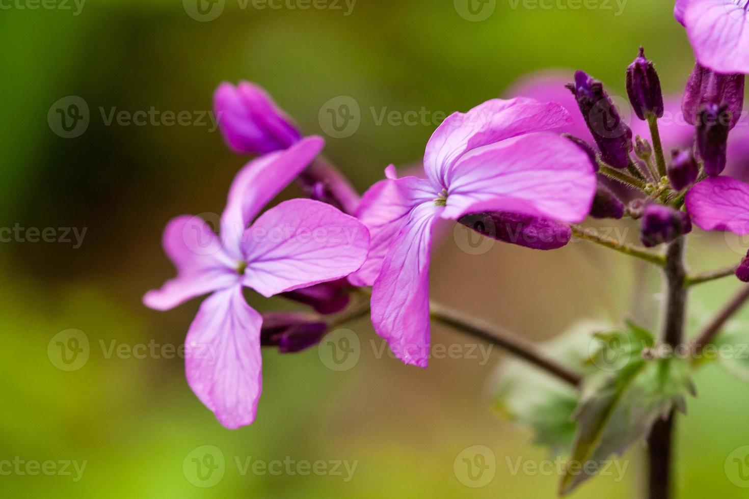 Macro lilac small flowers on a green background photo